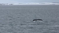 0416 Whale Watching.Still003
