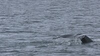 0416 Whale Watching.Still005