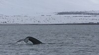 0416 Whale Watching.Still008