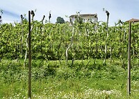Druivenranken van de vinho verde